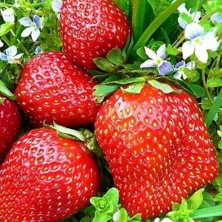 Клубника Фестивальная