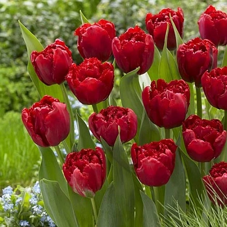 Тюльпан Lion King (5 шт. в уп.)