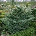 Можжевельник Мейери (Meyeri) чешуйчатый 60+ см Можжевельник Мейери (Meyeri) чешуйчатый 60+ см