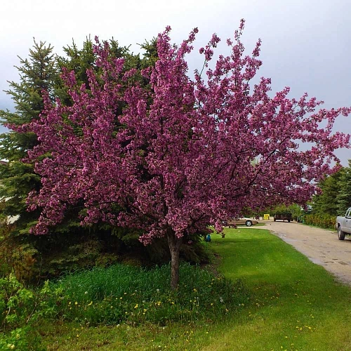 Яблоня декоративная Helen 140-150 см Яблоня декоративная Helen 140-150 см