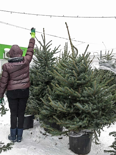 Ель Глаука 140-160 см голубая Польша Ель Глаука 140-160 см голубая Польша
