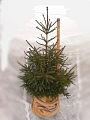 Ель европейская 80-100 см Ель европейская 80-100 см
