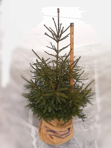 Ель европейская 80-100 см Ель европейская 80-100 см