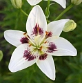 Лилия Centerfold (уп. 3 шт) Лилия Centerfold (уп. 3 шт)