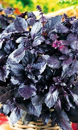 Базилик Фиолетовый Блеск, 0,25 г (УД)