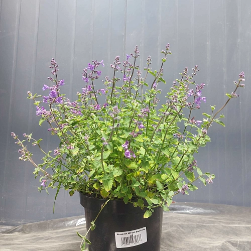 Котовник Фассена Kit Cat C2 Котовник Фассена Kit Cat C2