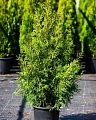 Туя Брабант (Brabant) западная C3 60-80 см Туя Брабант (Brabant) западная C3 60-80 см