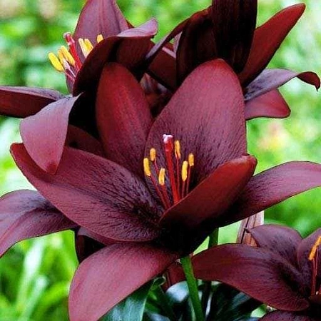 Лилия Royal Kiss (уп. 3 шт)