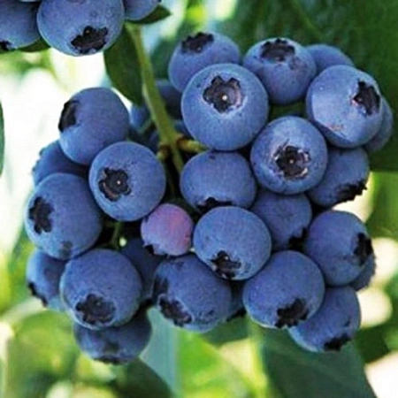 Голубика Река С3 Голубика Река С3