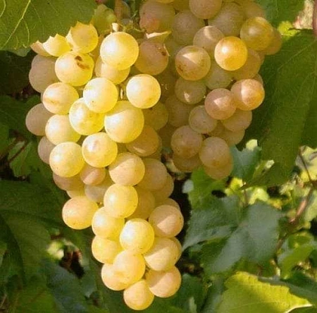 Виноград Бианка