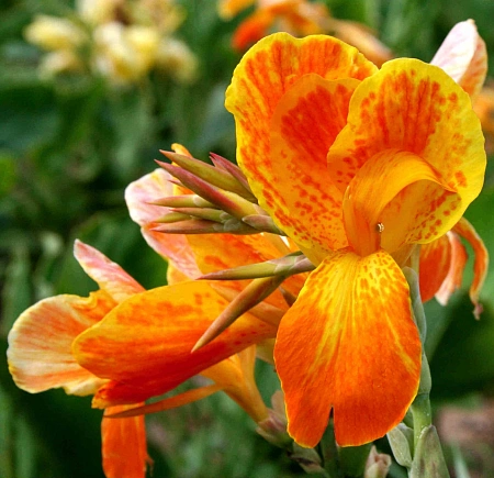 Канна Apricot Dream (уп. 1 шт)