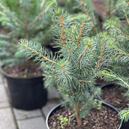 Ель голубая Глаука 25-30 см