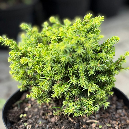 Ель обыкновенная Литл Джем (Little Gem) 15 см