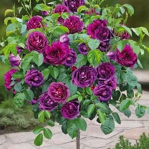 Роза на штамбе Blue Eden (чайно-гибридная) Роза на штамбе Blue Eden (чайно-гибридная)