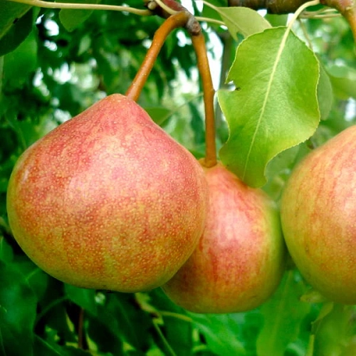 Груша Память Яковлева (однолетка) Груша Память Яковлева (однолетка)