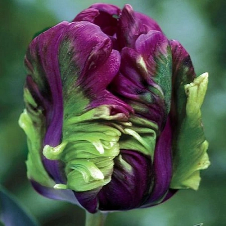 Тюльпан Rai (8 шт. в уп.)