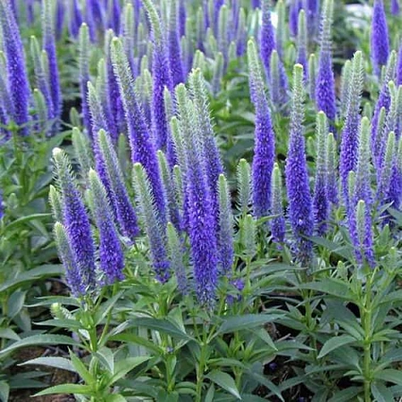 Вероника Ulster Dwarf Blue колосистая