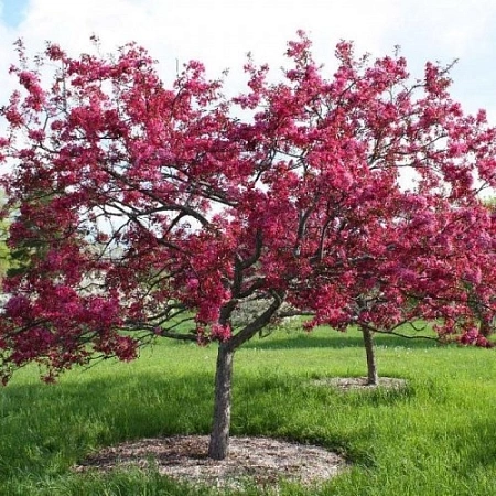 Яблоня пурпурная Ola на штамбе 160 см Яблоня пурпурная Ola на штамбе 160 см