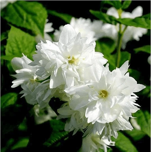 Чубушник Дам Бланш (Dame Blanche) C3 Чубушник Дам Бланш (Dame Blanche) C3