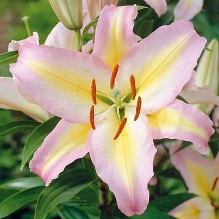 Лилия Star Class