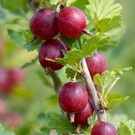 Крыжовник Хиннонмаки Рот
