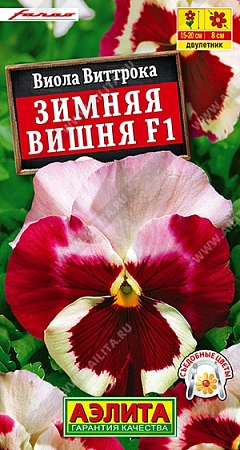 Виола Зимняя вишня F1