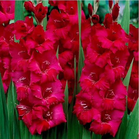 Гладиолус Plumtart (уп. 7 шт)