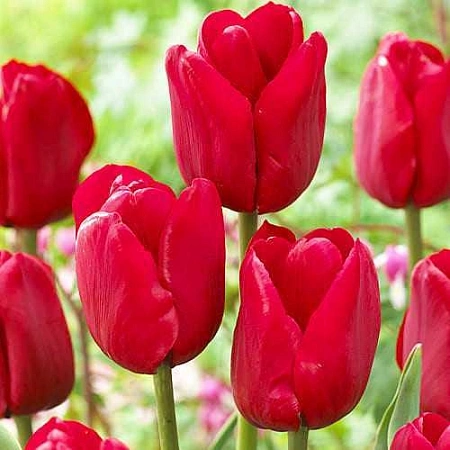 Тюльпан Escape (5 шт. в уп.)