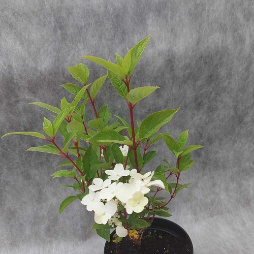 Гортензия метельчатая Wims Red С3 Гортензия метельчатая Wims Red С3