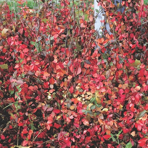 Бересклет Форчуна Колоратус С2 Бересклет Форчуна Колоратус С2