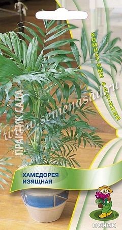 Хамедорея Изящная 5 шт Хамедорея Изящная 5 шт