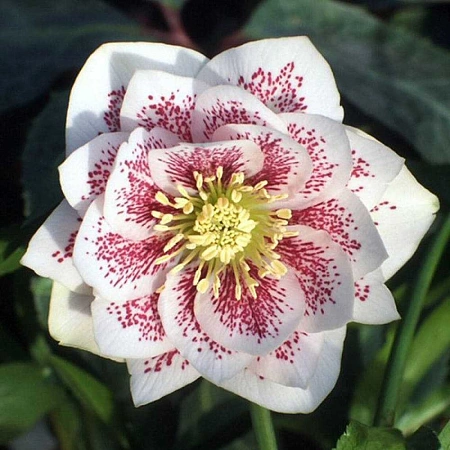 Морозник Double Ellen Spotted White (уп. 1 шт)