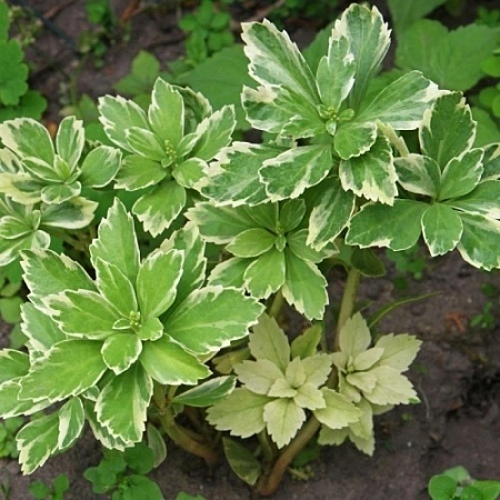 Пахизандра верхушечная Variegata 10-15 см Пахизандра верхушечная Variegata 10-15 см