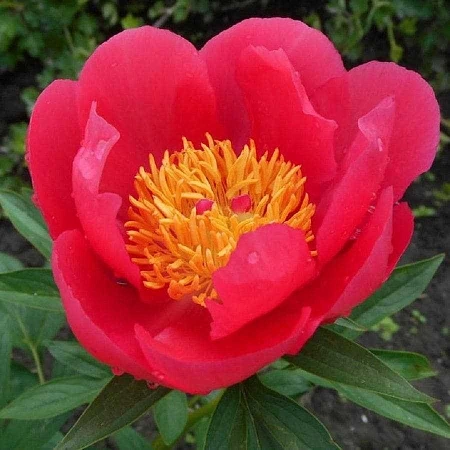 Пион Moscow (уп. 1 шт)