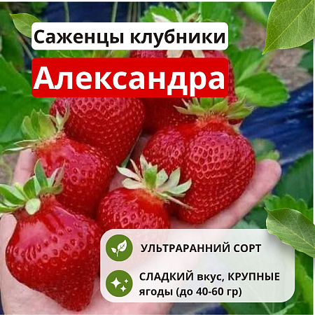 Клубника Александра