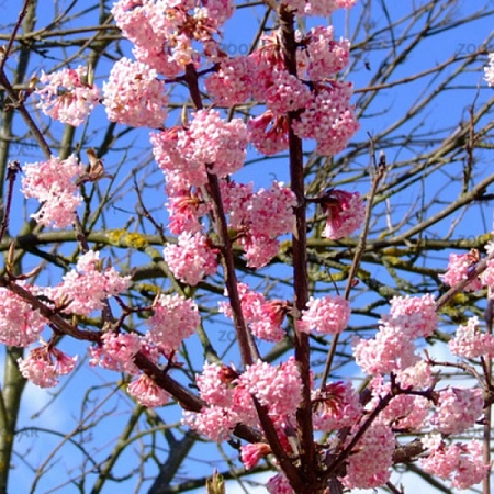 Калина Феррера 70-90 см