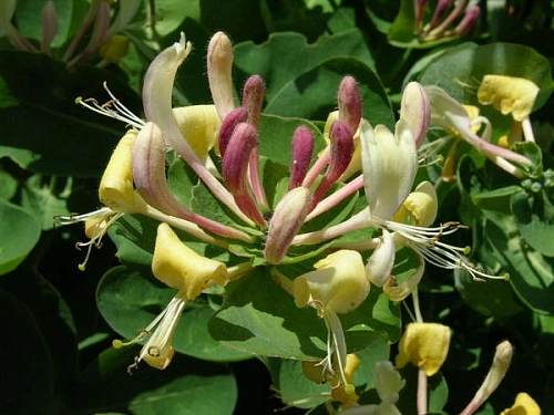 Жимолость декоративная Каприфоль Жимолость декоративная Каприфоль