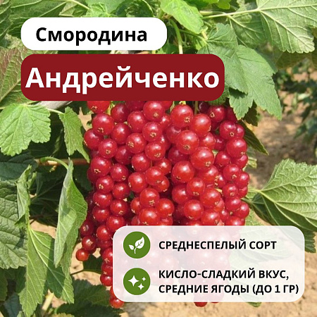Смородина Андрейченко красная С5 Смородина Андрейченко красная С5