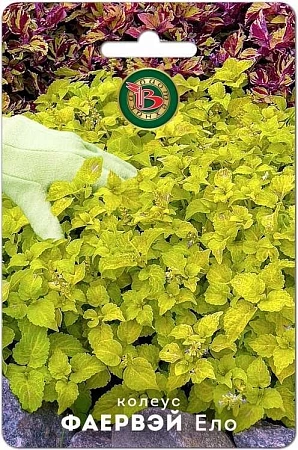 Колеус Фаервэй Ело суперкомпактный,10 шт (Биотехника) Колеус Фаервэй Ело суперкомпактный,10 шт (Биотехника)