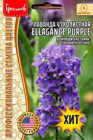 Лаванда узколистная Ellagance Purple 5 шт (Ред сем)