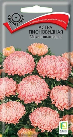 Астра пионовидная Абрикосовая башня 0,3 г (Поиск)