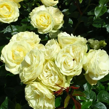 Роза флорибунда Лемон Рококо (Lemon Rokoko) нежно-желтая С4
