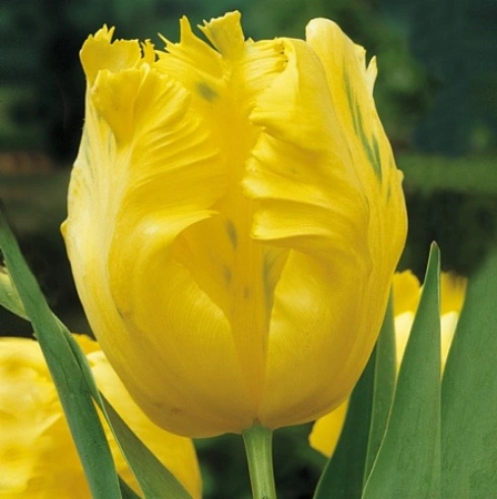 Тюльпан Texas Gold