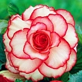 Бегония Picotee White / Red (2 шт. в уп.) Бегония Picotee White / Red (2 шт. в уп.)
