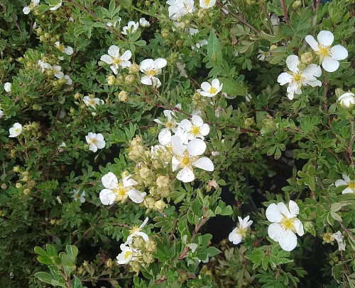 Лапчатка Abbotswood кустарниковая Лапчатка Abbotswood кустарниковая