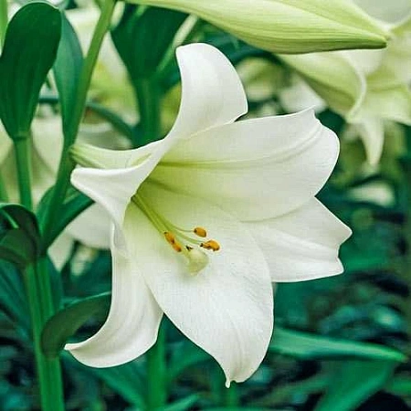 Лилия Jules Verne (1 шт. в уп.)