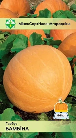 Тыква Бамбино, 5 шт (МССО)