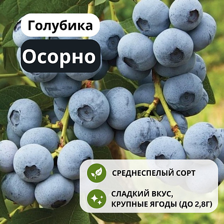 Голубика Осорно С3 Голубика Осорно С3