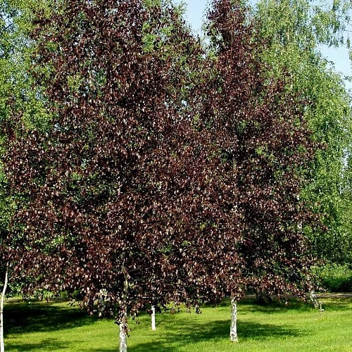 Береза Royal Frost повислая С2 Береза Royal Frost повислая С2