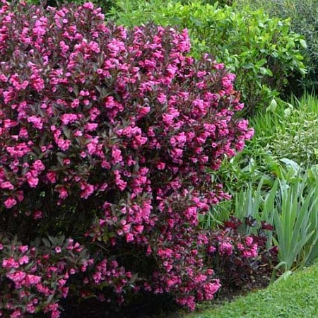 Вейгела цветущая Alexandra 45-55 см Вейгела цветущая Alexandra 45-55 см